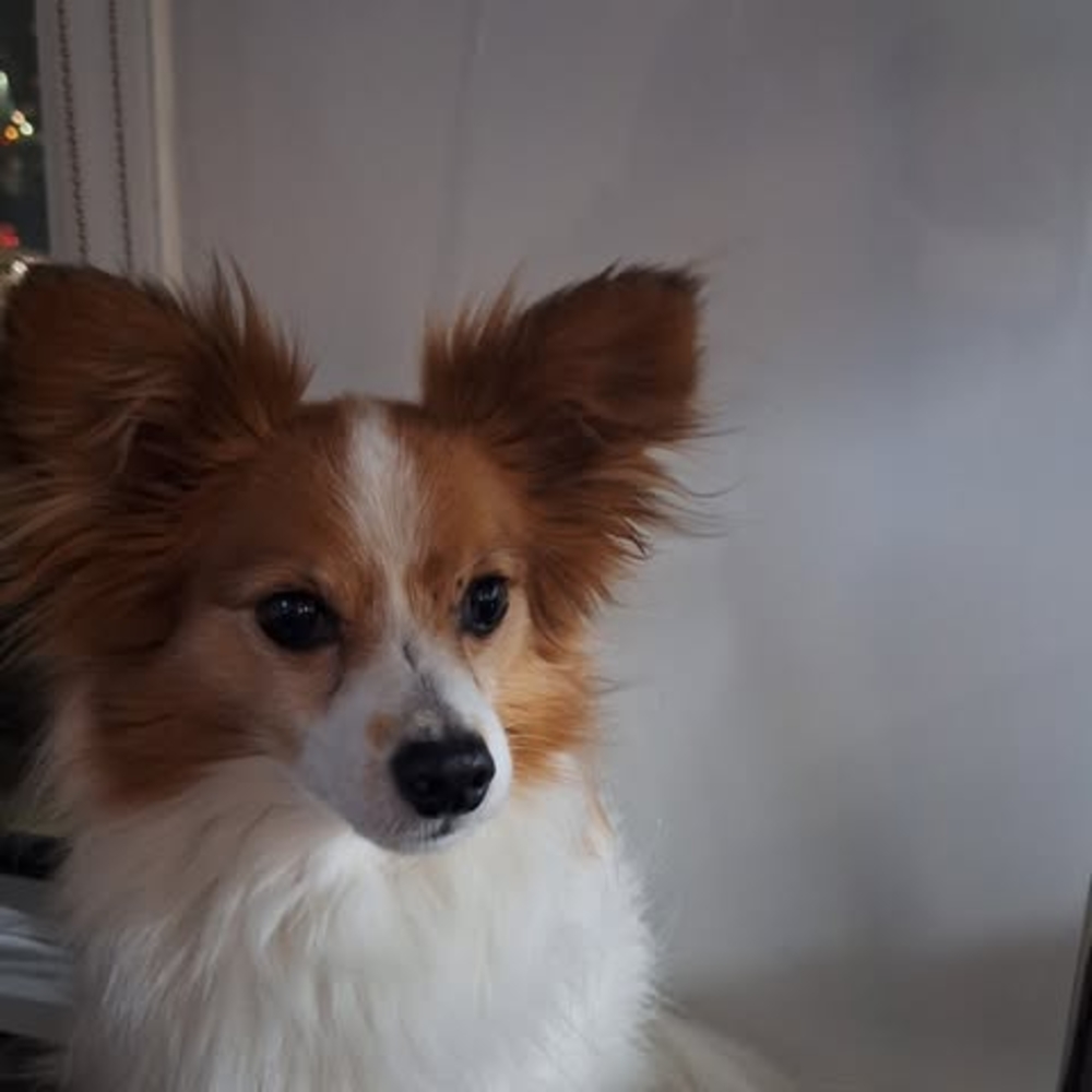 Meet your Posher, Joey